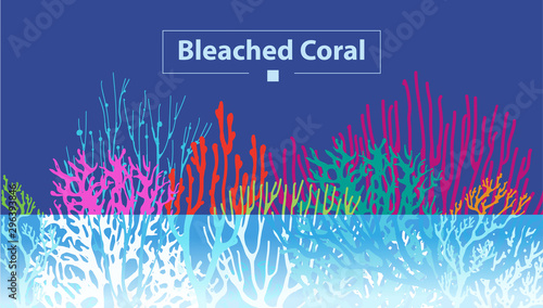 Coral Bleaching occurs rising sea temperatures