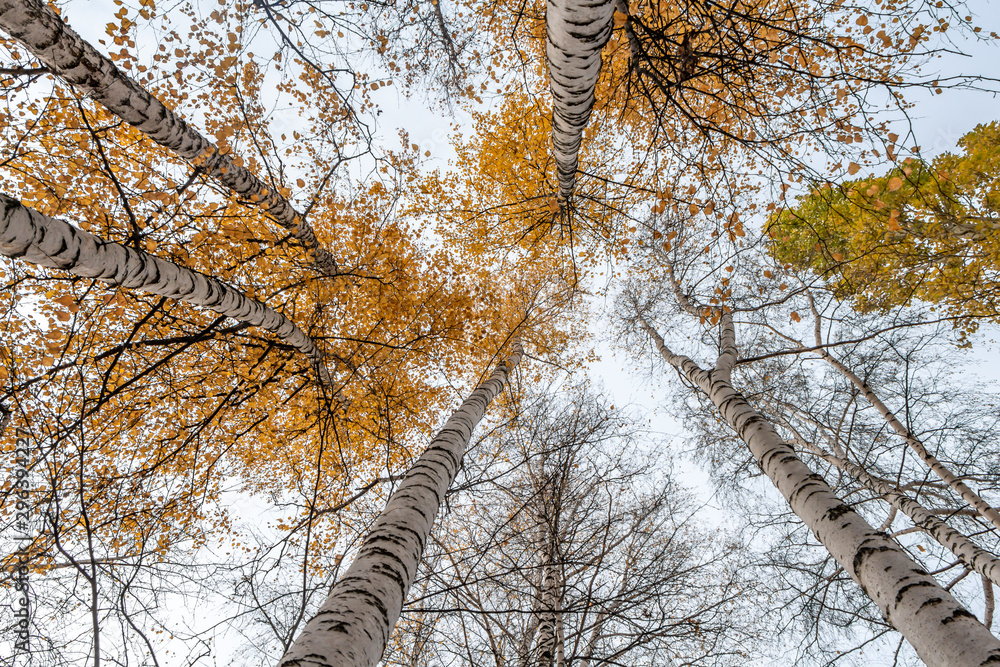 Fototapeta premium Horizontal photo of a group of white birch trees with yellow foliage against the blue sky background in the forest in autumn