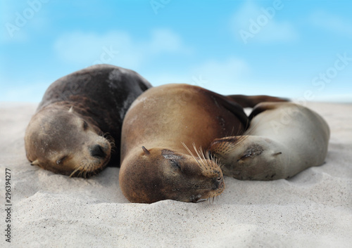 Sea Lions in sand lying on beach on Galapagos Islands - Cute adorable Animals. Animal and wildlife nature on Galapagos, Ecuador, South America.