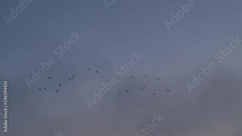 Wallpaper Mural Pack of Sea Gulls Flying during dusk Torontodigital.ca