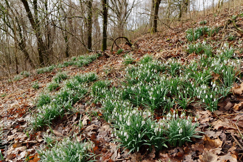 Fototapeta premium Schneeglöckchen im Wald