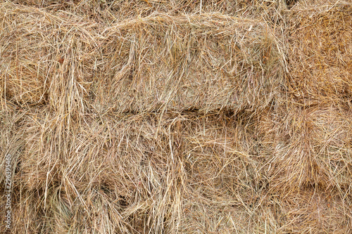 Fototapeta Stacked hay blocks lay in the farm