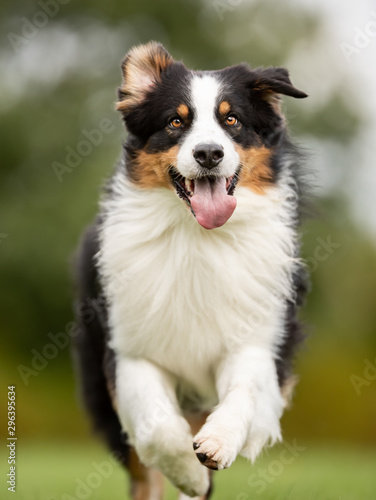 Portrait of a beautiful dog 