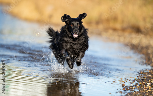 Portrait of a beautiful dog  photo