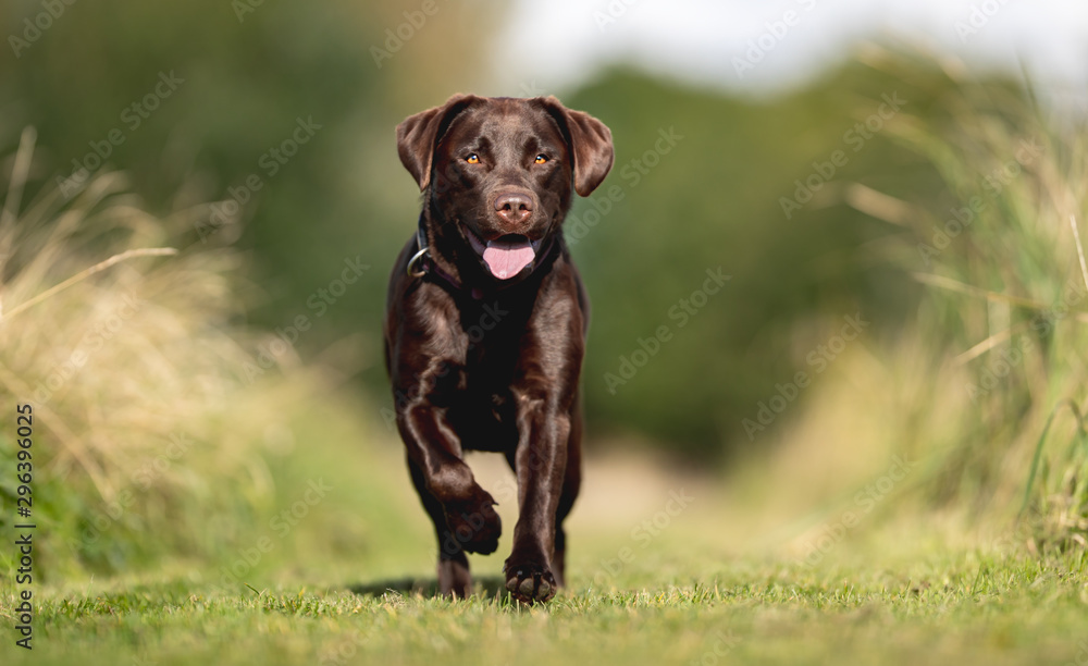 Portrait of a beautiful dog 