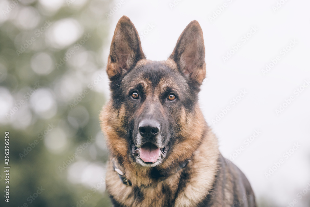 Portrait of a beautiful dog 