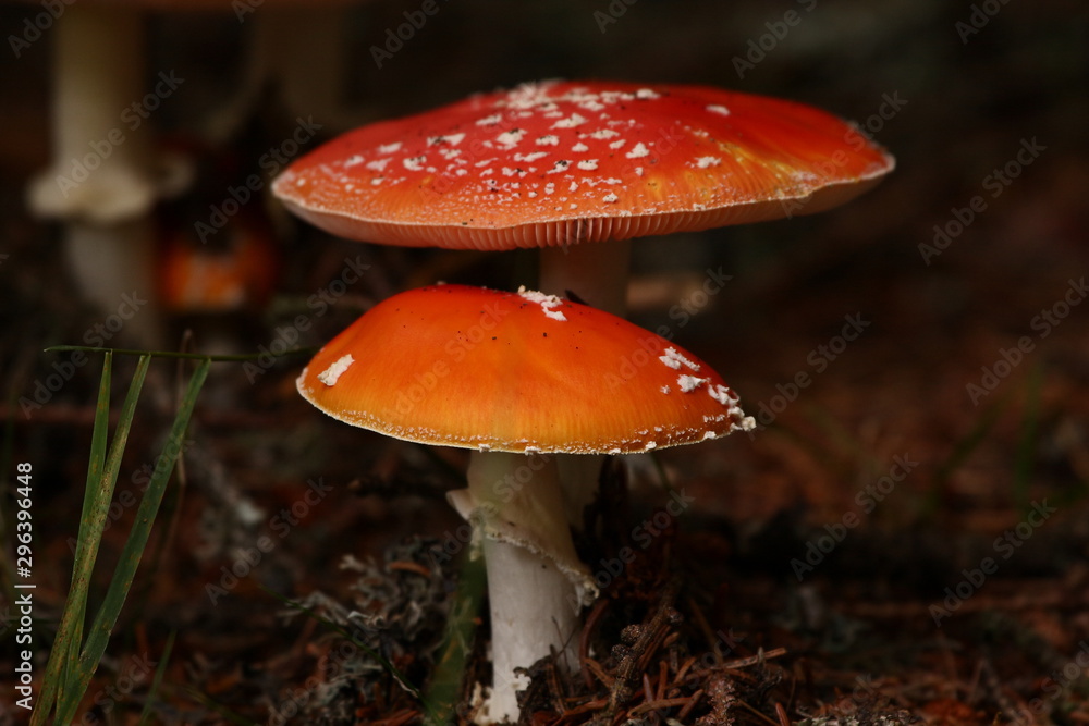 Fliegenpilze Fliegenpilze
