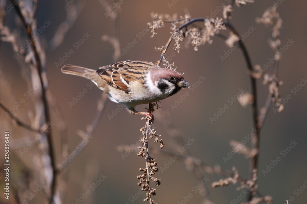 Fototapeta premium Spatz
