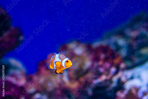 Amphiprioninae clown fish or anemone fish on deep blue sea color background. tropical fish in aquarium