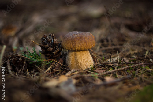 A small boletus grows in the forest among coniferous needles