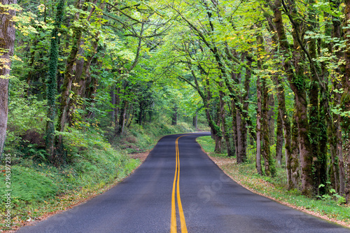 A long stretch of road along the Columbia River Scenic Byway in the lush forest