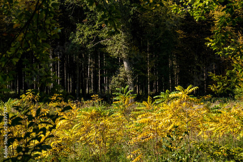 Wiederaufforstung im Wald © focus finder