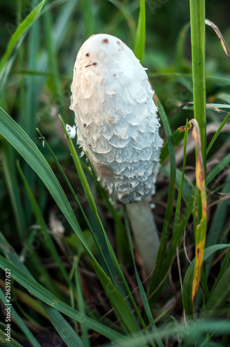 Closeup of white coprinus mushroom in a meadow