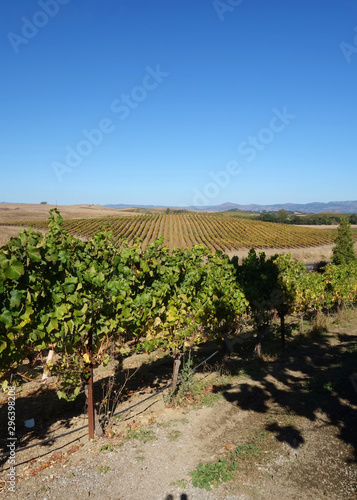 Wine grape vines in the Carneros area of California in autumn