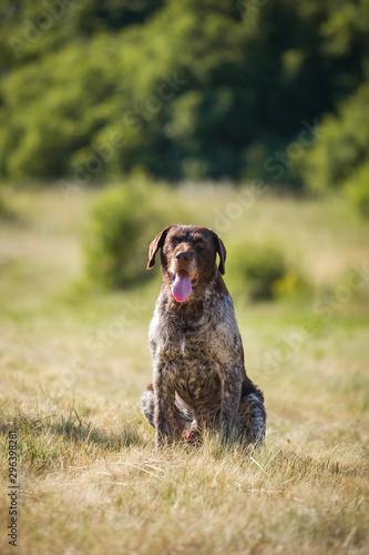 German wire-haired dog hunting in the field