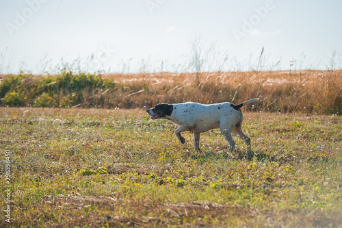 German short-haired dog hunting in the field