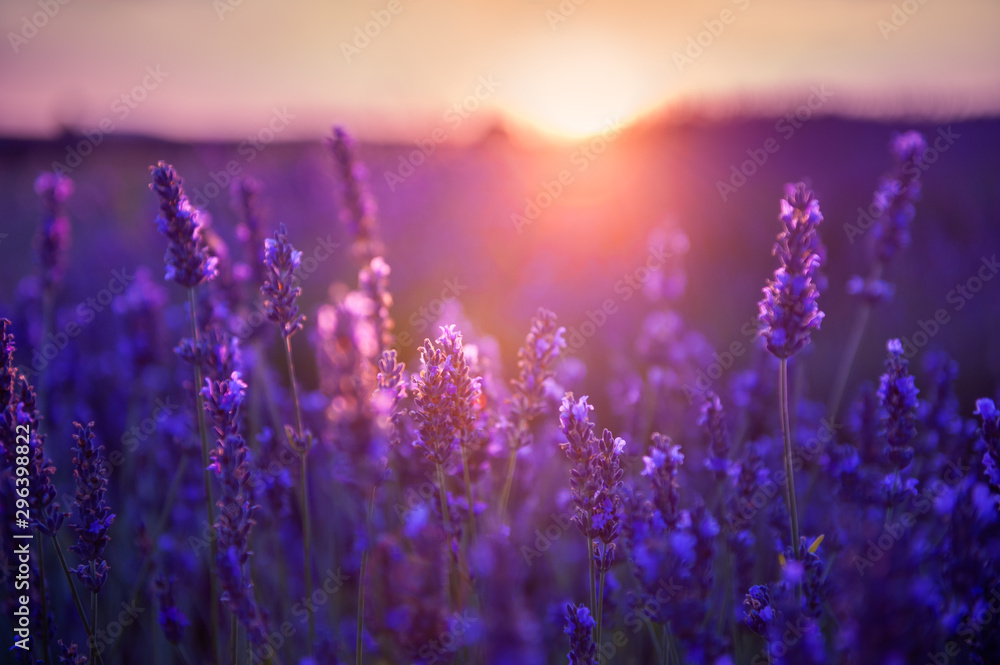 Fototapeta Kwiaty lawendy o zachodzie słońca w Prowansji, Francja. Obraz makro, mała głębia ostrości. Piękne tło przyrody