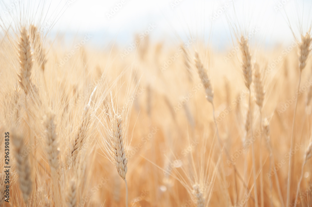Field of wheat in summer. Beautiful nature background. Selective focus. Provence, France. - obrazy, fototapety, plakaty 