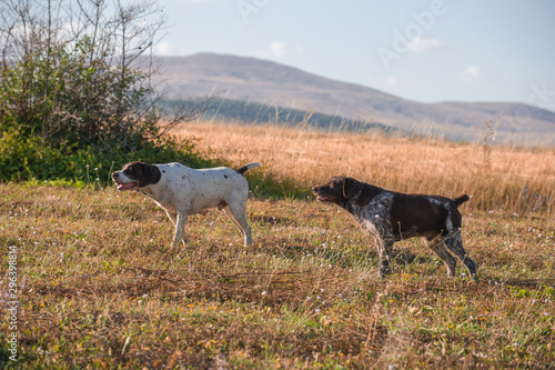 German wire-haired dog hunting in the field
