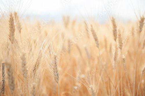 Field of wheat in summer. Beautiful nature background. Selective focus. Provence  France.