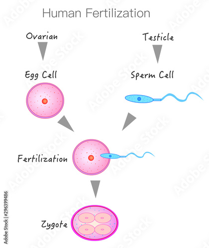 Formation and stages of fertilization. Sperm from the testis and egg cell from the ovary. The introduction of sperm into the egg and the formation of zygote. Annotated. with explanation.2D vector