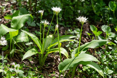 Photos Flowering plants of wild garlic in the garden