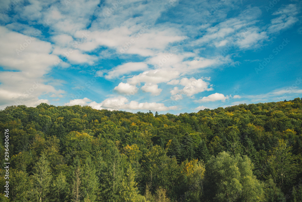 top view horizon forest top of trees foliage on vivid blue sky white clouds background wallpaper pattern empty copy space for your text 