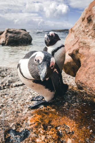 keep smiling - face to face with the pinguins at boulders beach close to capetown photo