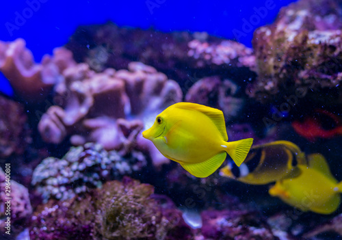 Yellow tang tropical saltwater fish Zebrasoma flavescens of the family Acanthuridae. a tropical yellow surgeon fish swimming around in a fishtank