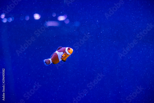 Amphiprioninae clown fish or anemone fish on deep blue sea color background. tropical fish in aquarium