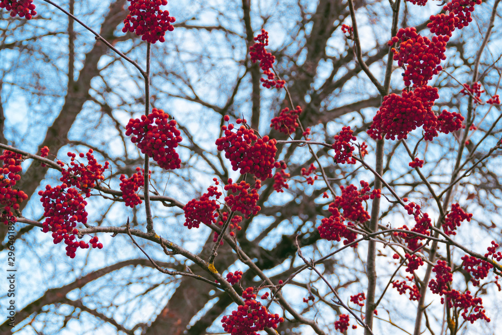 Clusters of red color mountain ash rowan berries close up on branches of rowan tree without leaves Clusters of red color mountain ash rowan berries close up on branches of rowan tree without leaves