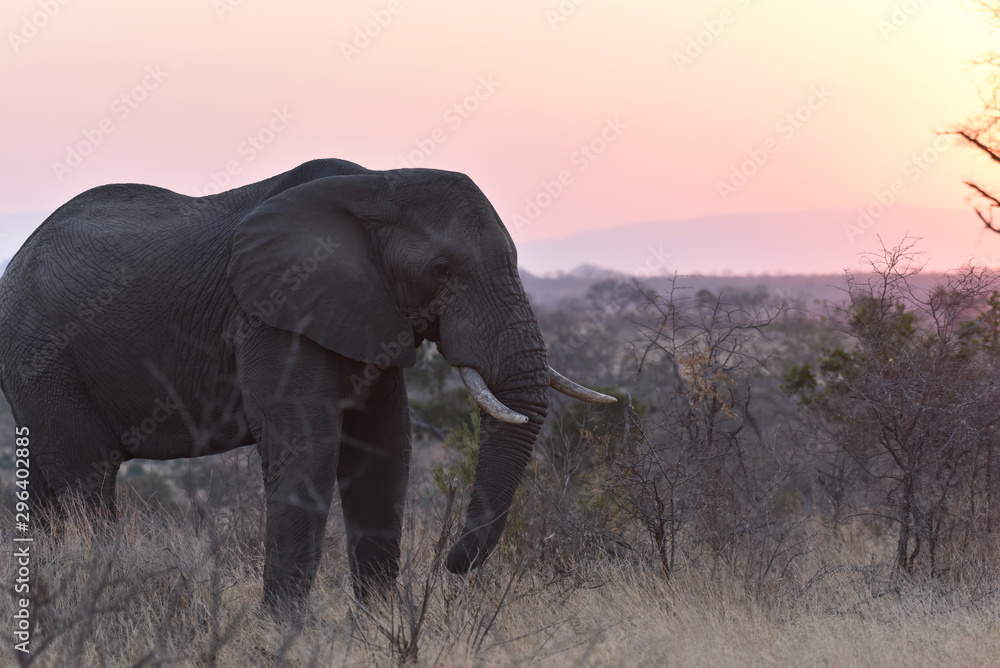 Fototapeta premium Elephant