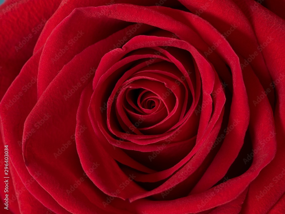 Flower of red large-flowered rose, close-up 2 Flower of red large-flowered rose, close-up 2