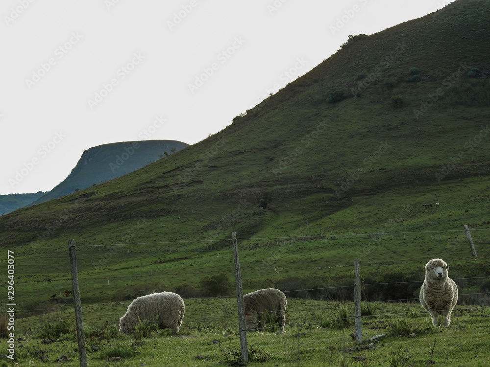 Naklejka premium ovejas