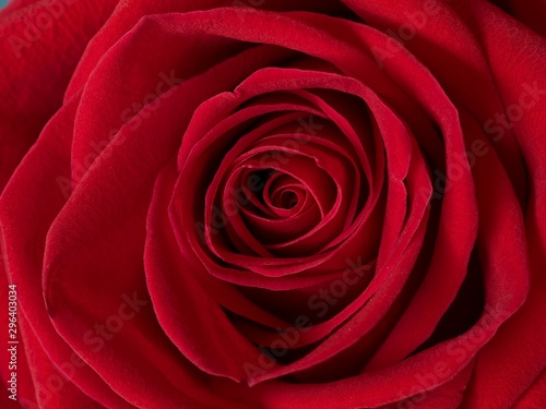 Flower of red large-flowered rose  close-up 2