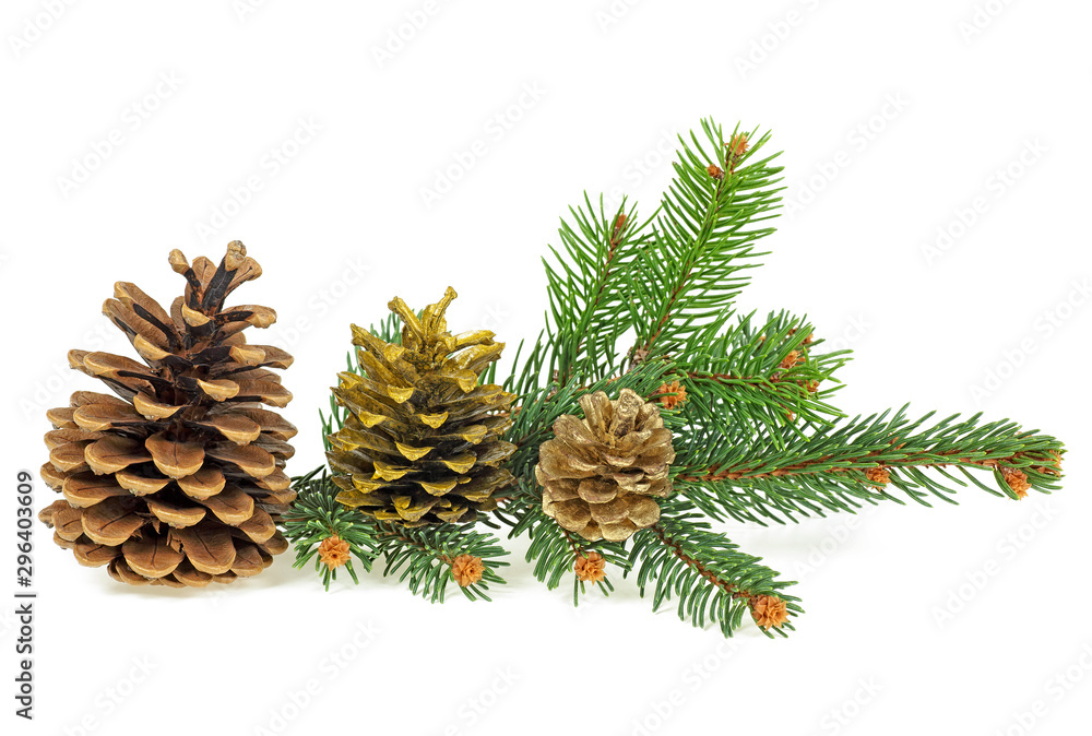 Spruce branch with fir cones isolated on a white background Spruce branch with fir cones isolated on a white background