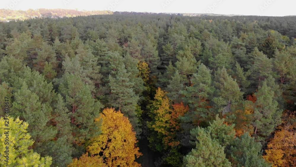 Descending aerial sinking into the trees of a forest to see the bright colours of autumn changing colours with log piles from loggers Descending aerial sinking into the trees of a forest to see the bright colours of autumn changing colours with log piles from loggers