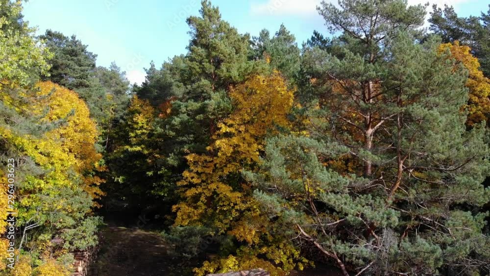 Rising aerial overlooking log piles in kleboniskis forest in Lithuania during autumn with leaves changing colour Rising aerial overlooking log piles in kleboniskis forest in Lithuania during autumn with leaves changing colour