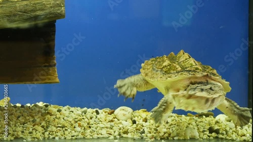 Mata mata freshwater turtle (Chelus fimbriata) swimming in the aquarium. Funny smiling turtle 4k photo