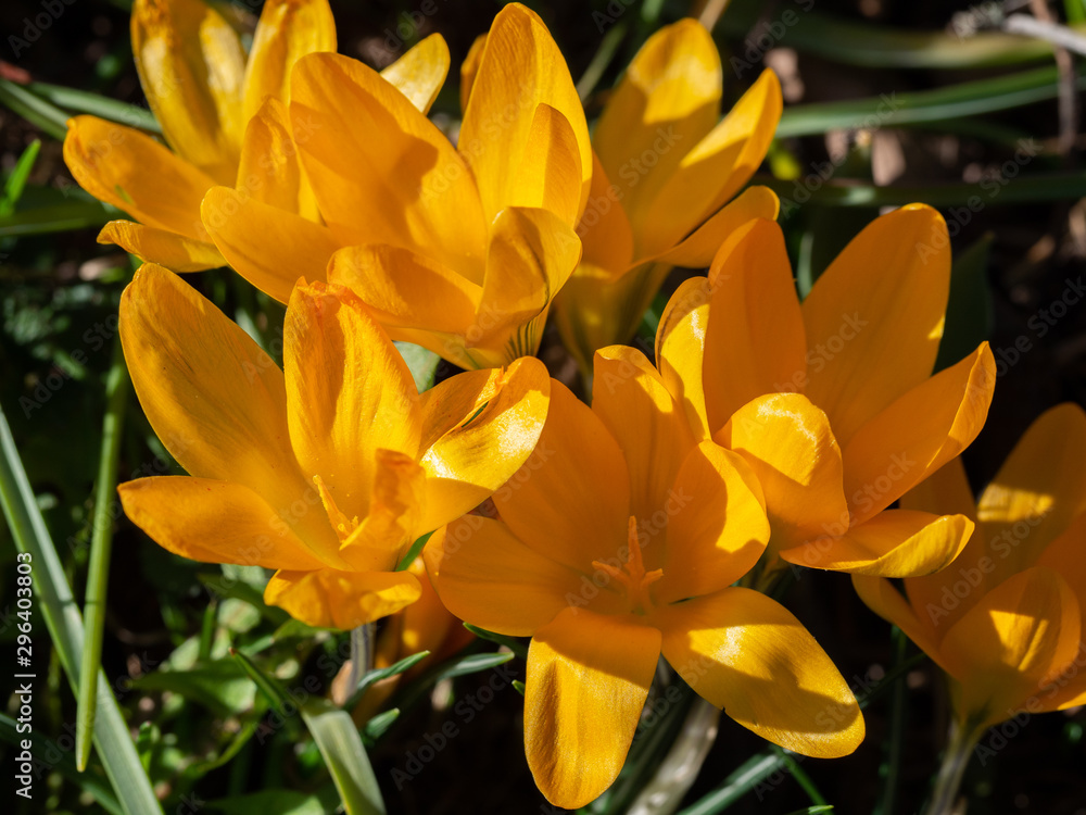Group of blooming yellow crocus in meadow Group of blooming yellow crocus in meadow