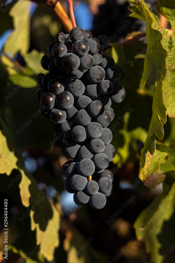 Grapes
