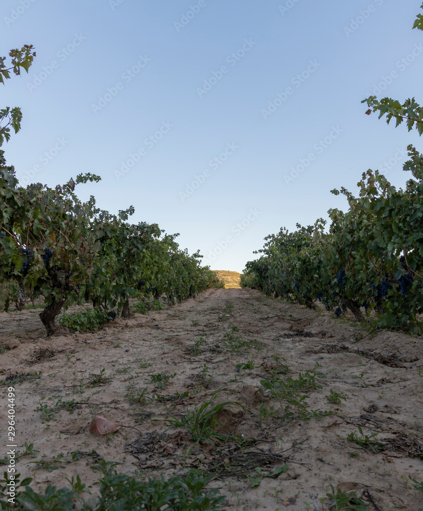 viñedo