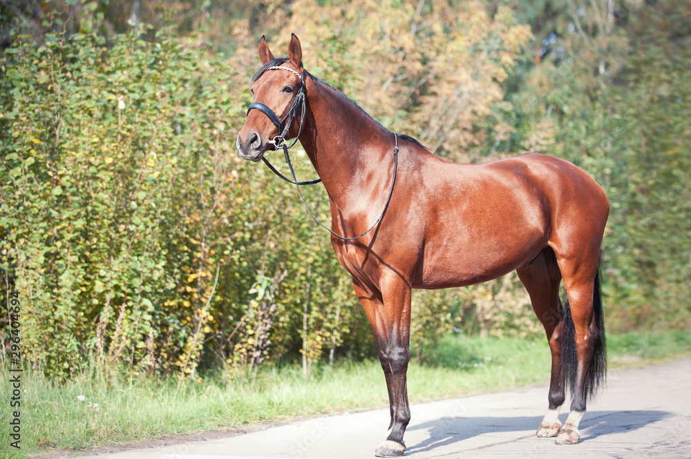 Portrait of graceful chestnut horse standing Portrait of graceful chestnut horse standing
