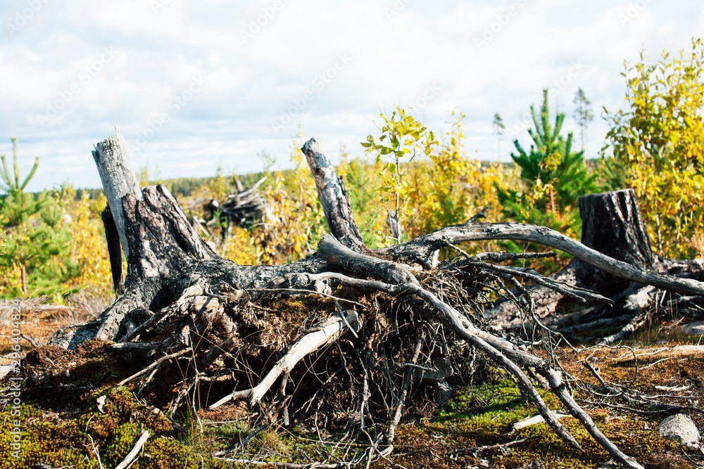 wild autumn forrest, roots of trees in mess background close up wild autumn forrest, roots of trees in mess background close up