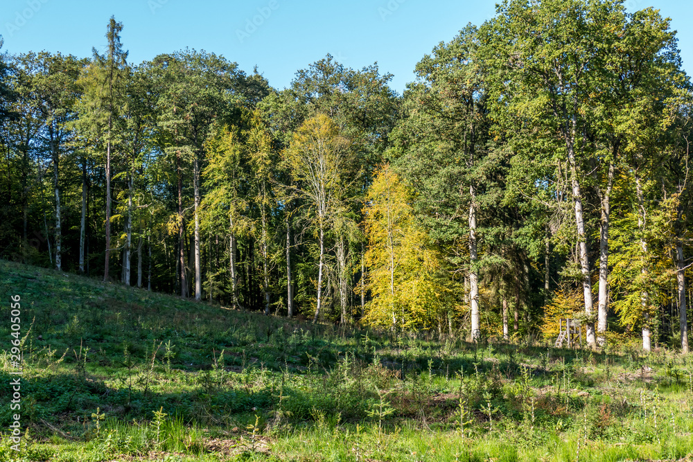 Fototapeta premium Wiederaufforstung im Wald