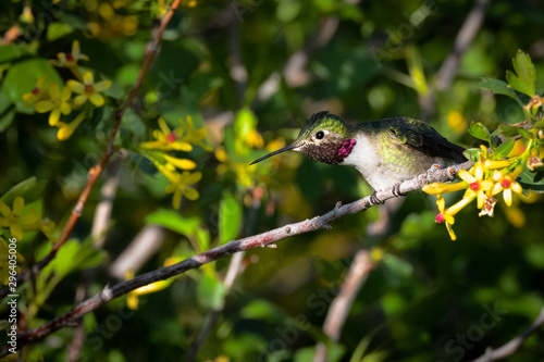 Hiding hummingbird photo