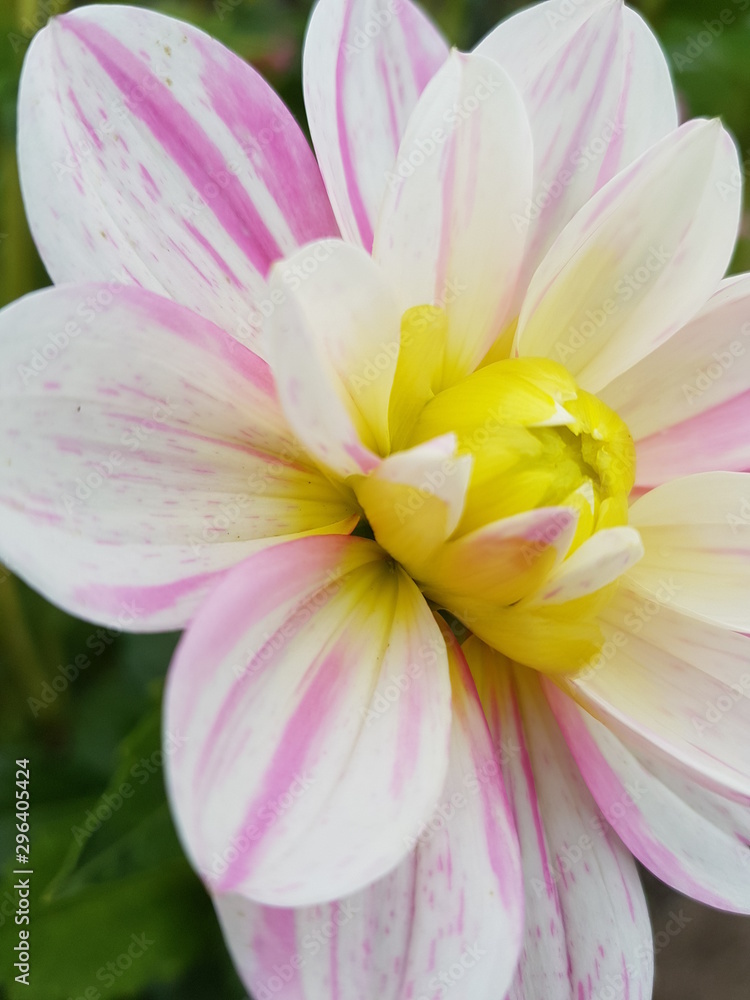 Fototapeta premium pink lotus flower in garden