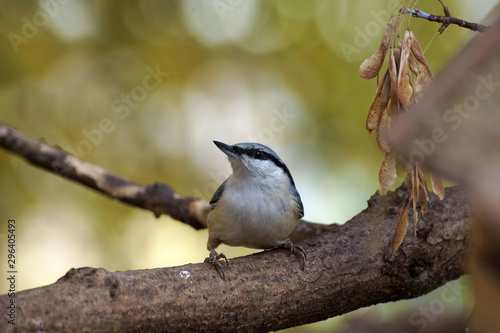 The Eurasian Nuthatch is sitting on a tree branch.