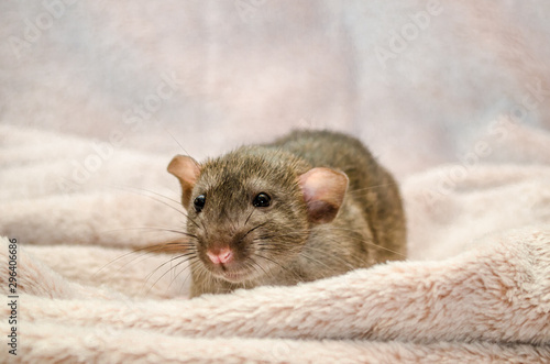 Agouti standard dumbo gray rat, with funny ears, hiding on soft cozy fabric, symbol of the new year 2020, with copyspace