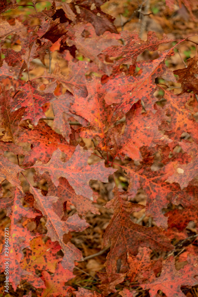 Details of Fiery Fall Leaves on Trees Colors of fall. Brisk cool weather. Leaves are changing red, orange and yellow creating a beautiful autumn landscape. Details of Fiery Fall Leaves on Trees Colors of fall. Brisk cool weather. Leaves are changing red, orange and yellow creating a beautiful autumn landscape.